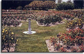 San Jose Municipal Rose Garden, a painting by Janet Kruskamp
